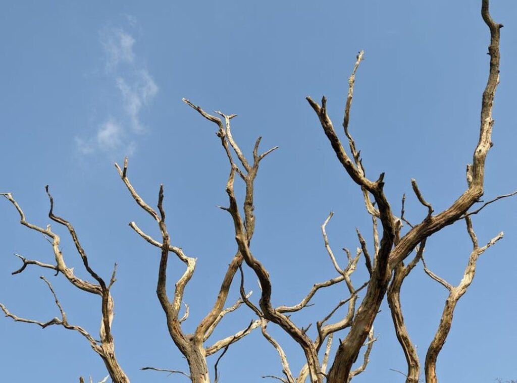 How Many Branches Does Tuzialadu Hotel Have