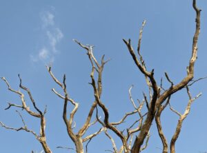 How Many Branches Does Tuzialadu Hotel Have