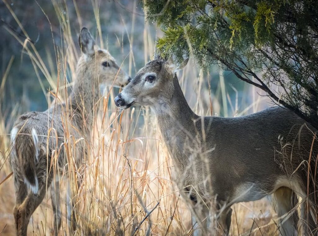 How Many Branches Does Zeyejapa Hotel Have