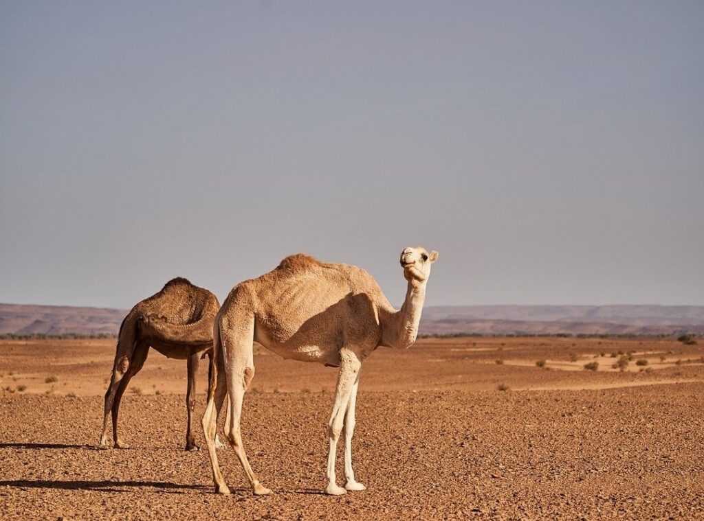 North Africa travel spots