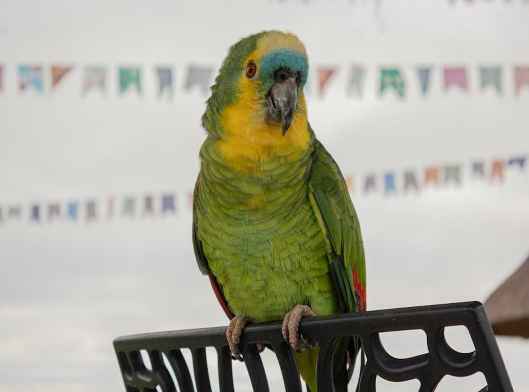 Pronouce Zethazinco Wiliananne Parrot Price Assessment